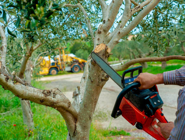 Tree Root Removal in Fairfax, OH